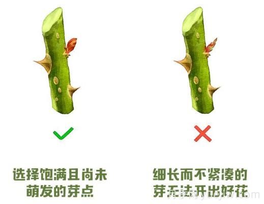 月季冬剪？修剪時間和重剪辦法(圖2)