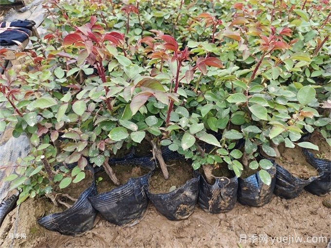 怎么正確給月季花澆水？月季澆水要避免四種情況(圖2)
