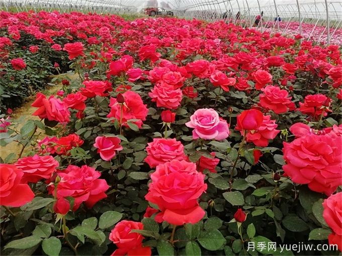 喬灌木和宿根花卉搭配應(yīng)用與種植養(yǎng)護(圖2)