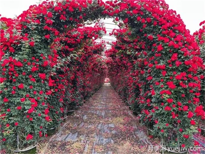 喬灌木和宿根花卉搭配應(yīng)用與種植養(yǎng)護(圖3)