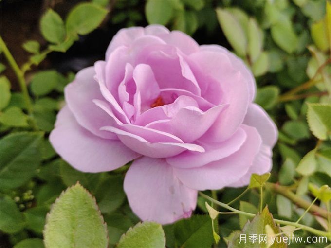 月季花也有缺點(diǎn)，避開(kāi)這5個(gè)品種(圖3)