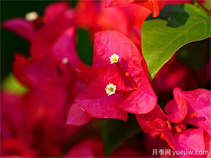 200種園林植物識別、應用與養(yǎng)護(圖2)