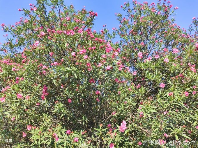 200種園林植物識別、應用與養(yǎng)護(圖3)