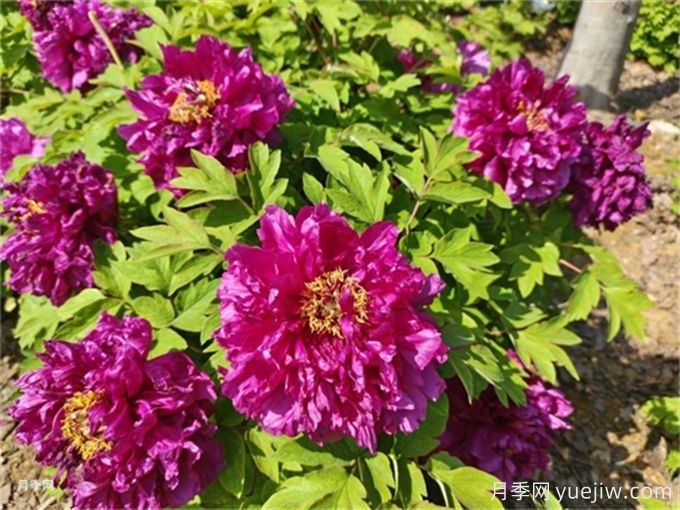 200種園林植物識別、應用與養(yǎng)護(圖4)