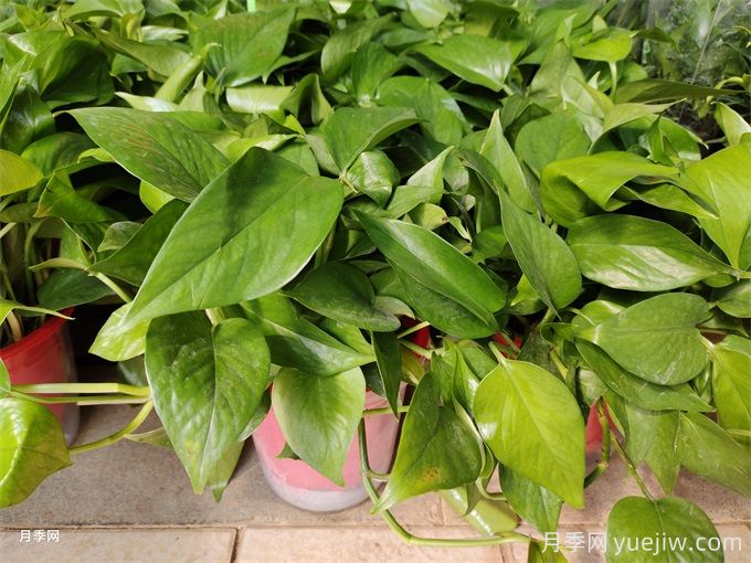 200種園林植物識別、應用與養(yǎng)護(圖5)