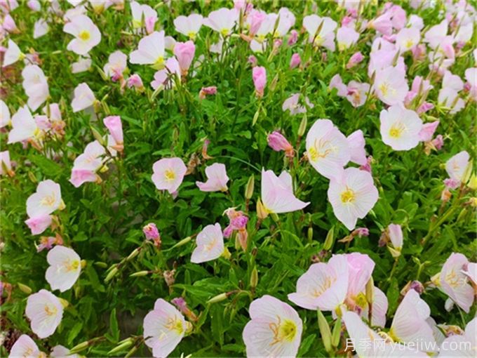 200種園林植物識別、應用與養(yǎng)護(圖6)