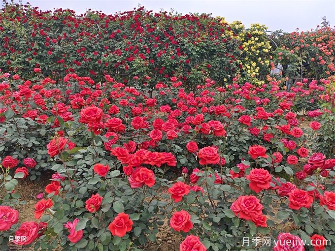 中國名花之月季(圖2)