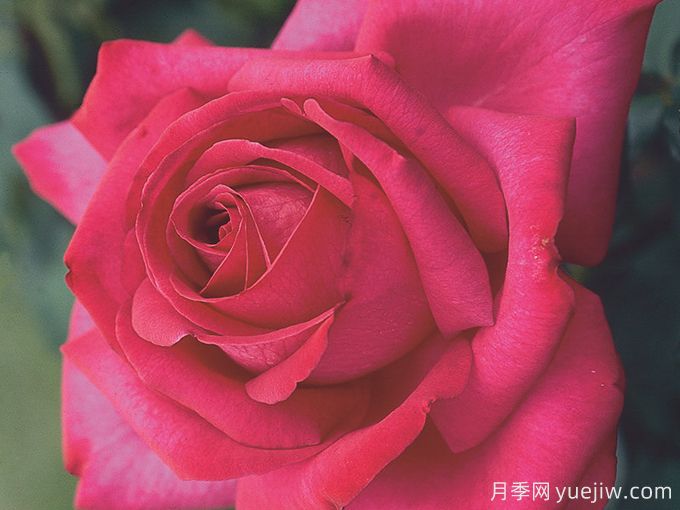 訴說(shuō)月季/豐腴美人/花園女王/旺達(dá)菲拉格慕(圖3)