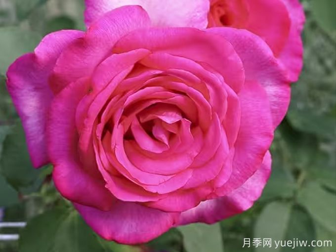 訴說(shuō)月季/豐腴美人/花園女王/旺達(dá)菲拉格慕(圖1)