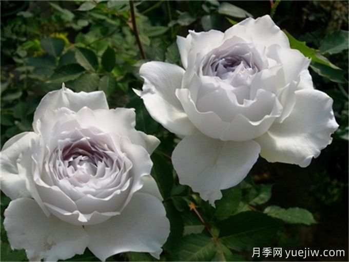 令人無(wú)法抗拒的藍(lán)色月季品種合集(圖2)