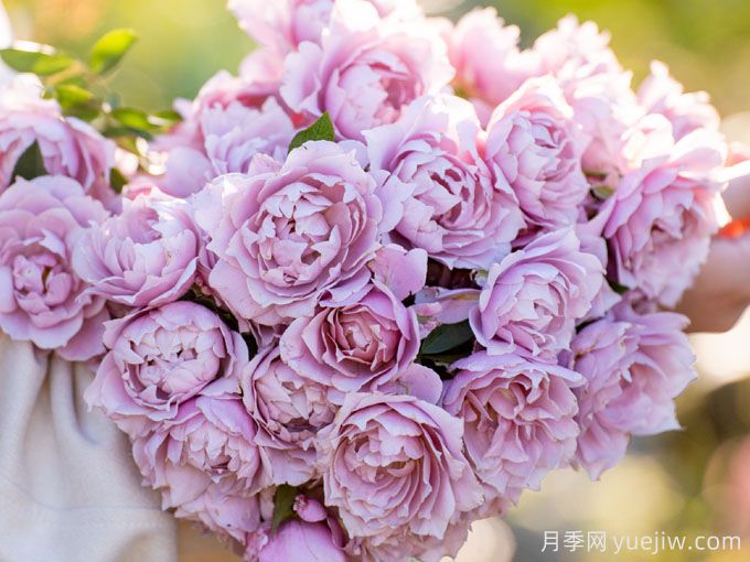 名字好聽(tīng)顏值又高的月季花(圖2)