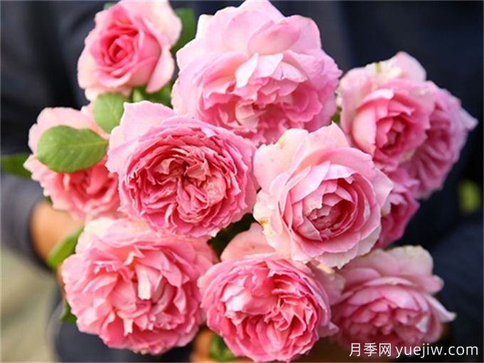 名字好聽(tīng)顏值又高的月季花(圖3)