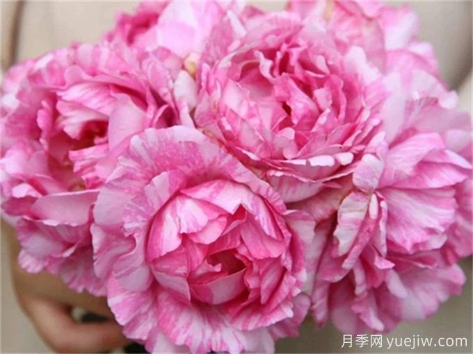 名字好聽(tīng)顏值又高的月季花(圖4)