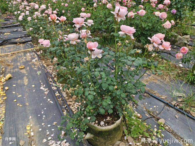新購(gòu)的月季苗如何正確移栽？(圖3)
