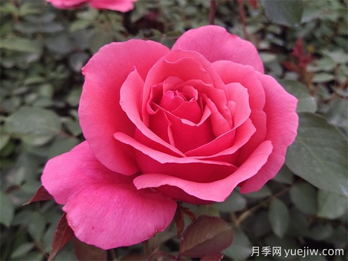 推薦10種大花月季，每一款開花鮮艷，香味清新(圖1)