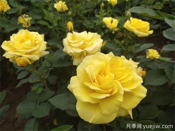 推薦10種大花月季，每一款開花鮮艷，香味清新(圖2)