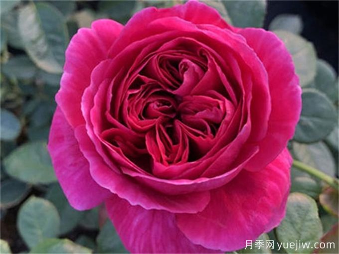 伊芙酒窖月季，花香迷人養(yǎng)護(hù)簡(jiǎn)單(圖1)