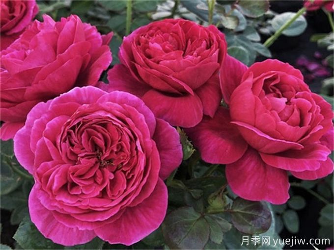 伊芙酒窖月季，花香迷人養(yǎng)護(hù)簡(jiǎn)單(圖2)