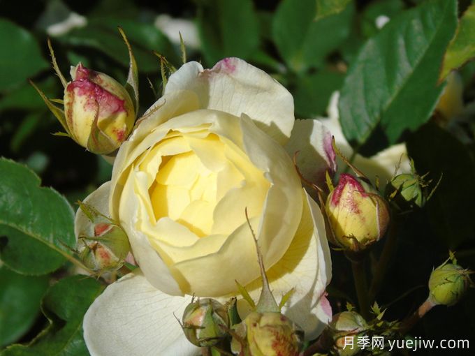 凡妮莎貝爾月季，華南耐濕熱低維護(hù)月季(圖1)