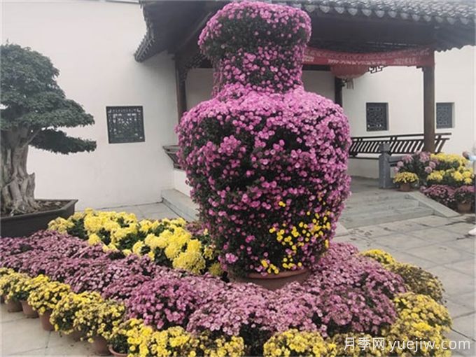 要想菊花開爆盆，入秋養(yǎng)護要做好這5點(圖1)