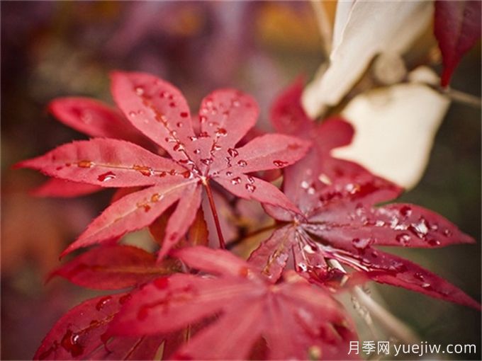 三角楓、五角楓、元寶楓、雞爪槭、紅楓的區(qū)別(圖4)