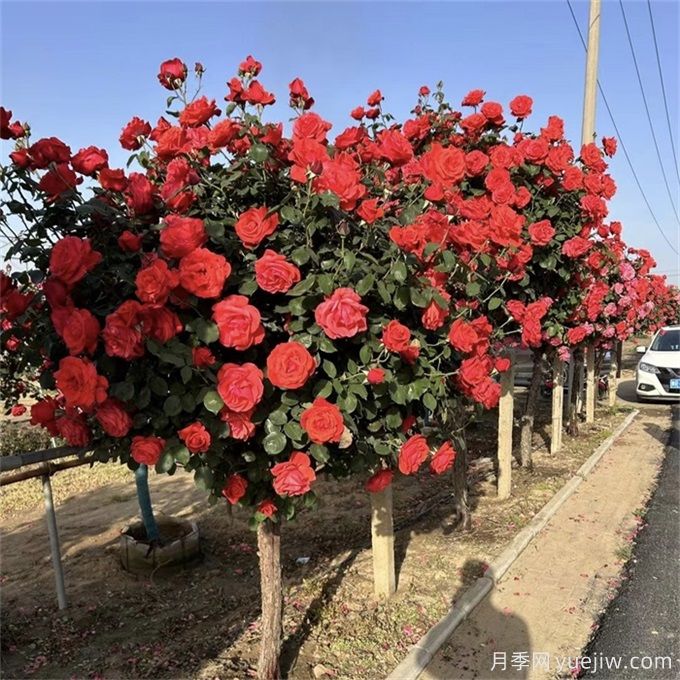 不論有沒有院子，都要養(yǎng)一棵樹狀月季(圖1)
