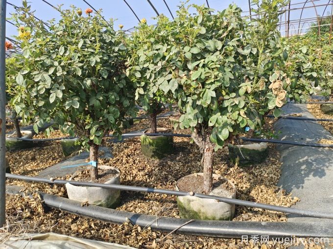 園藝新品，多色歐月薔薇桿樹狀月季(圖4)