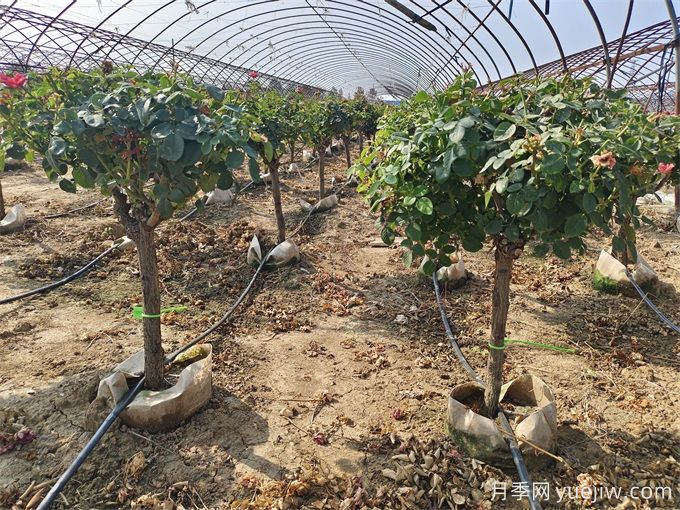 園藝新品，多色歐月薔薇桿樹狀月季(圖5)