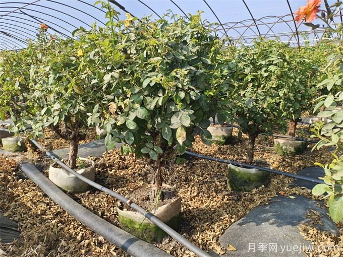 園藝新品，多色歐月薔薇桿樹狀月季(圖6)