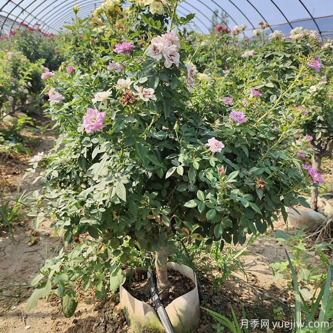 園藝新品，多色歐月薔薇桿樹狀月季(圖2)