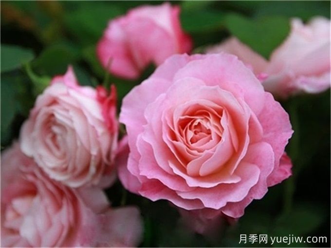 不帶香味的星王微月月季，喜歡清淡的花友必看(圖1)