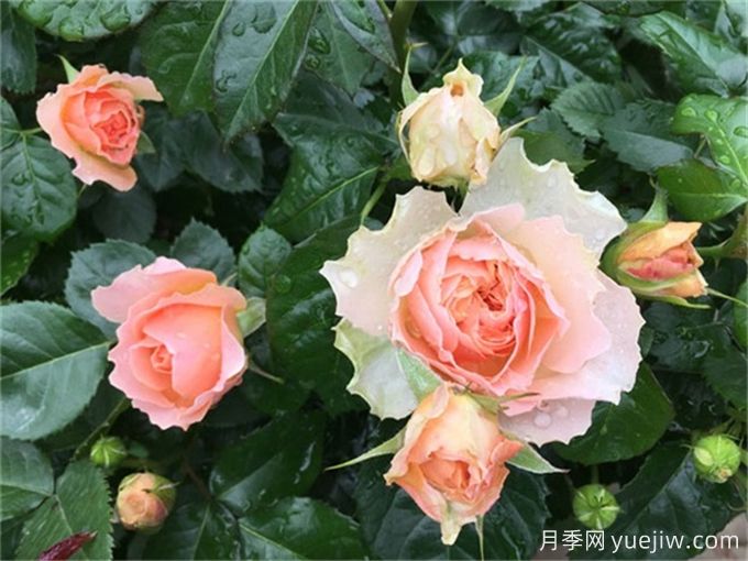 不帶香味的星王微月月季，喜歡清淡的花友必看(圖2)