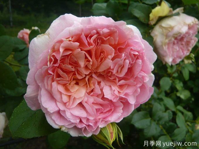 推薦耐寒的十大藤本月季，零下20度不怕(圖10)