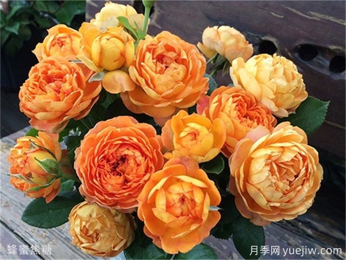 推薦15款經(jīng)典灌木月季品種，好看好養(yǎng)，有藤本和微月(圖4)