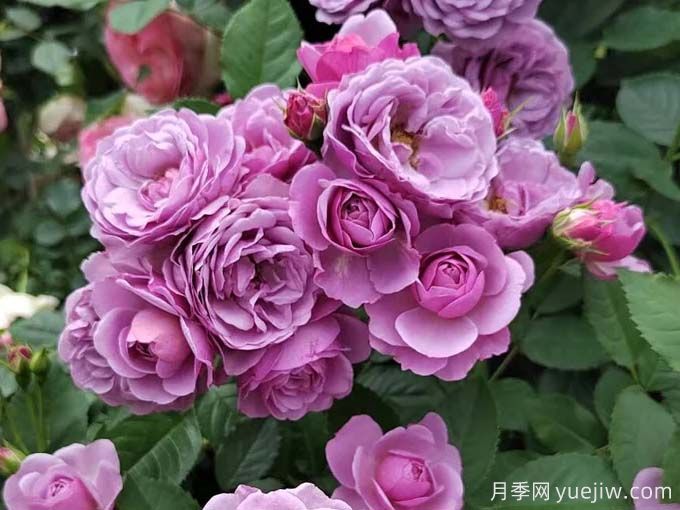 推薦15款經(jīng)典灌木月季品種，好看好養(yǎng)，有藤本和微月(圖6)