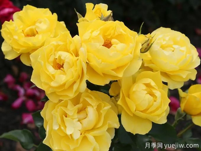 太陽(yáng)來(lái)了月季(圖1)
