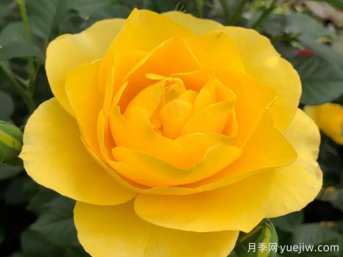 太陽(yáng)來(lái)了月季(圖2)