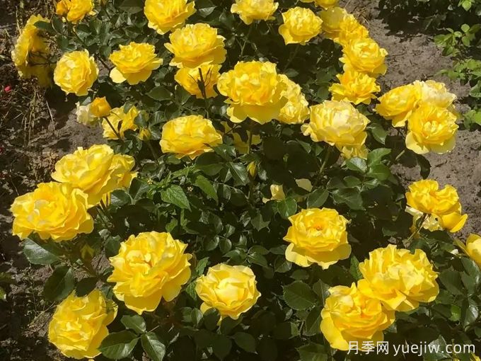 太陽(yáng)來(lái)了月季(圖3)