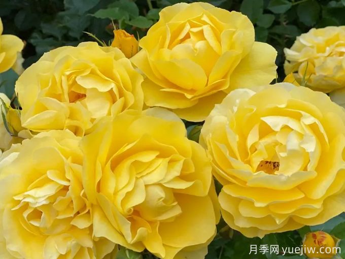 太陽(yáng)來(lái)了月季(圖4)