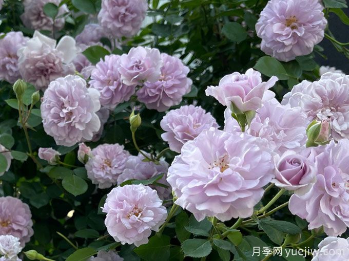 藍(lán)色陰雨月季，花量大、長勢快、花色清新(圖1)
