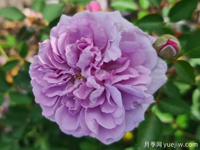 藍(lán)色陰雨月季，花量大、長勢快、花色清新(圖2)