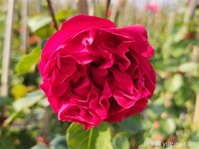 5個藤本月季，讓你得到一個花開不斷的夏天(圖2)