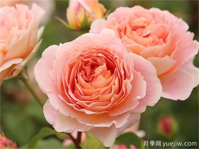 5個藤本月季，讓你得到一個花開不斷的夏天(圖3)
