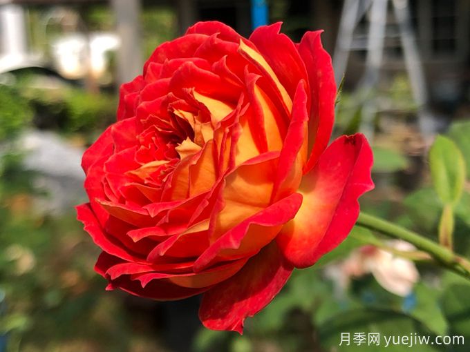 5個藤本月季，讓你得到一個花開不斷的夏天(圖1)