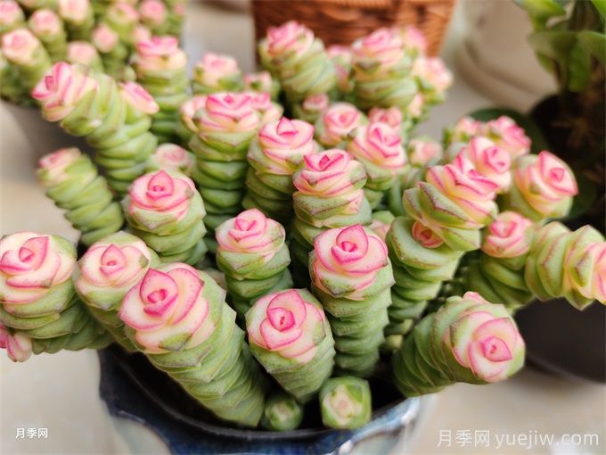 多肉介紹，種植方法和養(yǎng)護(hù)要點(diǎn)(圖1)