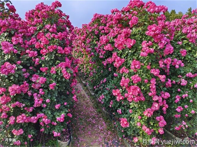 月季：花中皇后，月月花開月月紅(圖2)