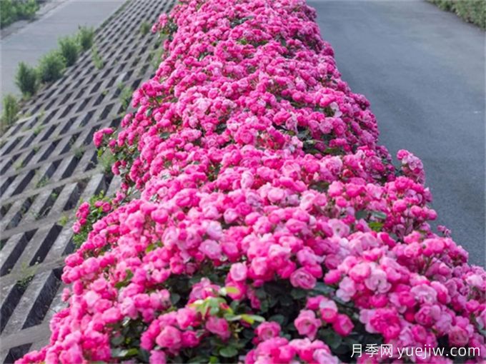 月季：花中皇后，月月花開月月紅(圖3)