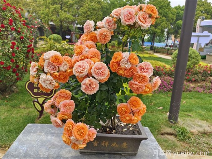 花友經驗分享，封閉陽臺如何養(yǎng)花月季花？(圖1)