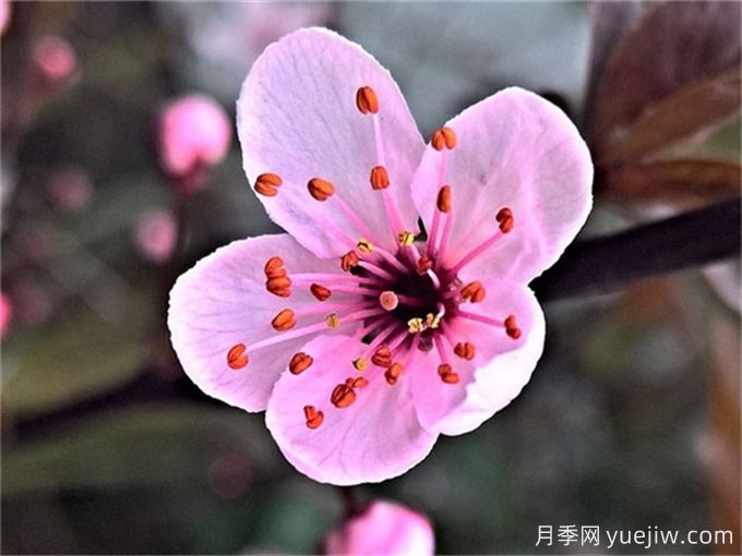 梅花簡介，美化的品質和精神(圖1)