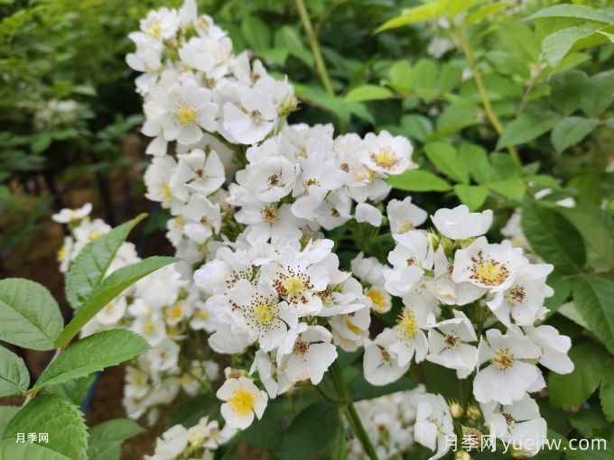 薔薇的繁殖方法有哪些？薔薇花的養(yǎng)護方法(圖2)